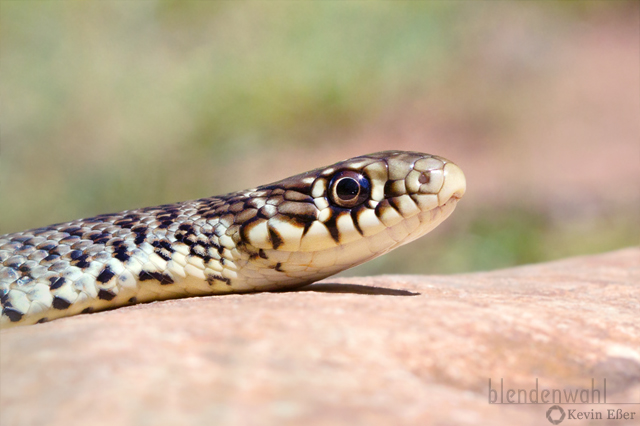 Balkan-Zornnatter - Hierophis gemonensis