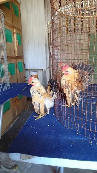 SERAMA TELIPOT: Pentingnya Ubat Cacing Untuk Ayam anda 