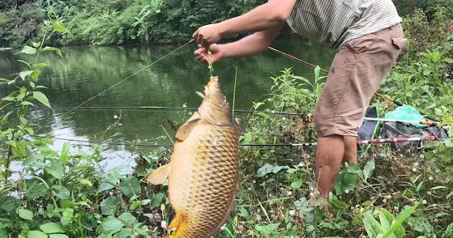 Kinh nghiêm và thủ thuật câu cá chép không lo bị móm