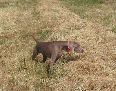 Weimaraner