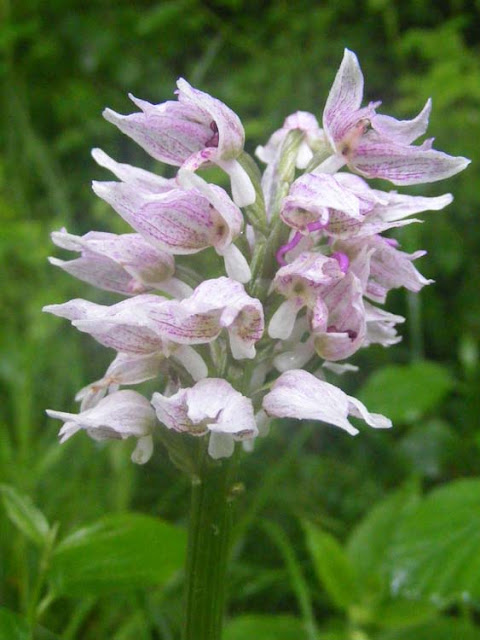 Monkey Orchid Orchis simia. Indre. France. Photographed by Susan Walter. Tour the Loire Valley with a classic car and a private guide.