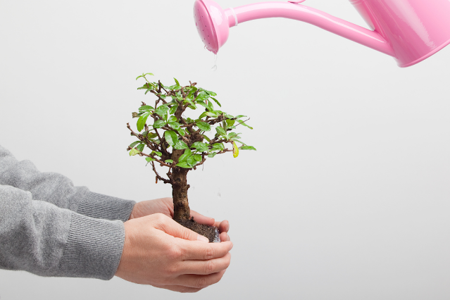 How to Make A Bonsai Tree