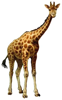 A giraffe standing