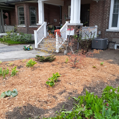 High Park North Spring Cleanup and Makeover After by Paul Jung Gardening Services--a Toronto Organic Gardener