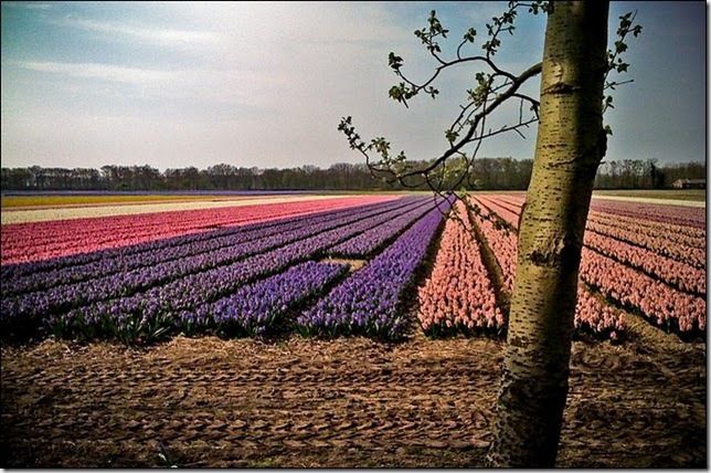 tulip-fields21