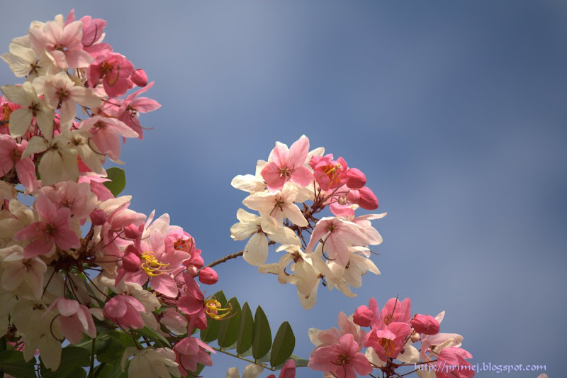 Pink and White Flowers