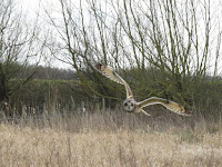 Short-eared Owl