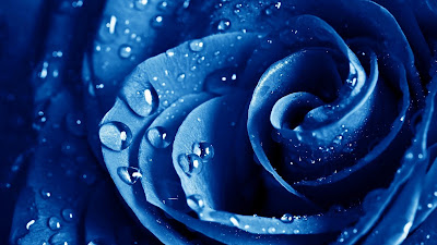 Wet drop blue rose,rose,flower
