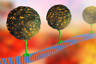  Molecular motors