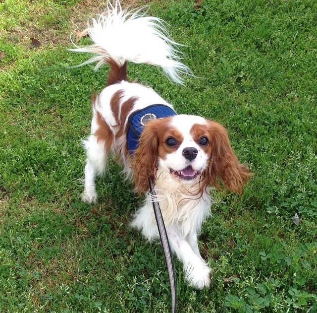 Happy blenheim Cavalier King Charles spaniel on grass