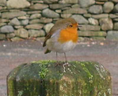 Robin Red Breast, Erithacus Rubecula