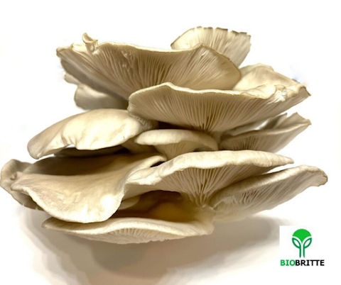 Mushroom Contract Farming | Sangli | Kolhapur | Maharashtra