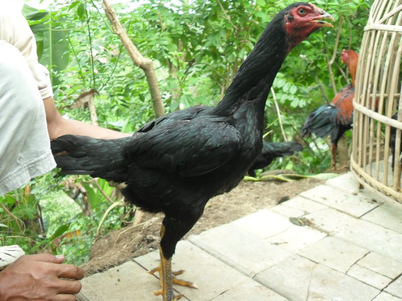  Ayam  pakoy asli dan silangan 