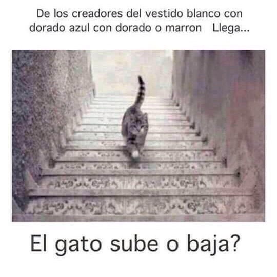 gato sube o baja, la papelera del whatsapp, tirar antes de leer, 