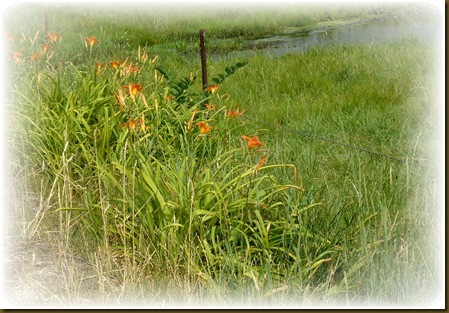 Lilys