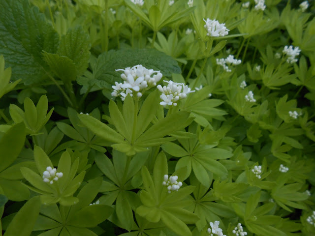 Sciroppo di asperula fatto in casa - Waldmeistersirup hausgemacht