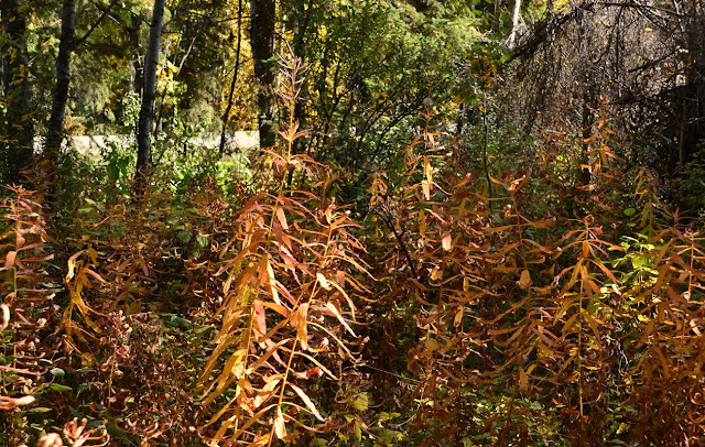 fireweed, epilobium, autumn equinox, fall color, autumn colour,  cohanmagazine.blogspot.com