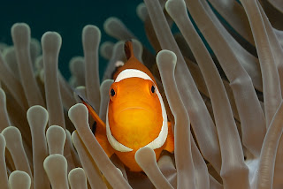 Amazing Underwater Photography Giambattista Isabella