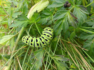 Papillon queue-courte - Papilio brevicauda