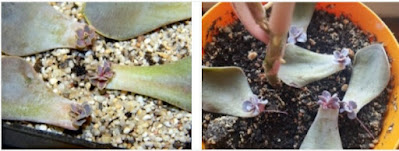 How to propagate succulents at home 2022 Tips