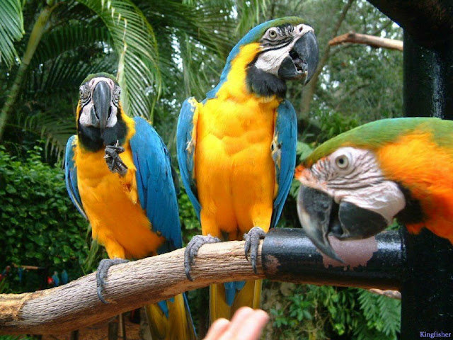 Birds Parrots