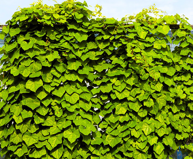 Луносемянник даурский (Menispermum dauricum)