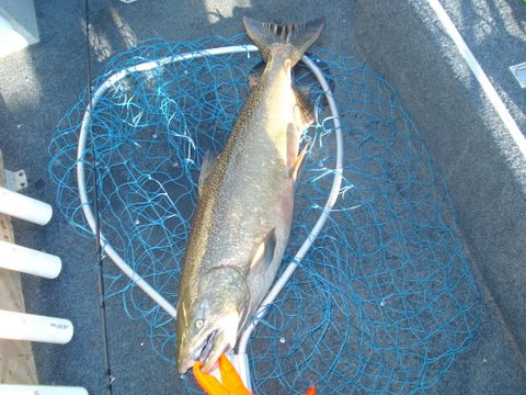 Holy Fish!