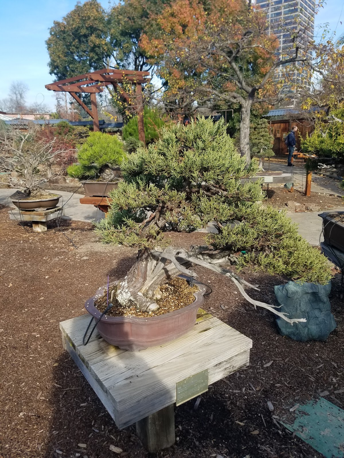 Bonsai Tree