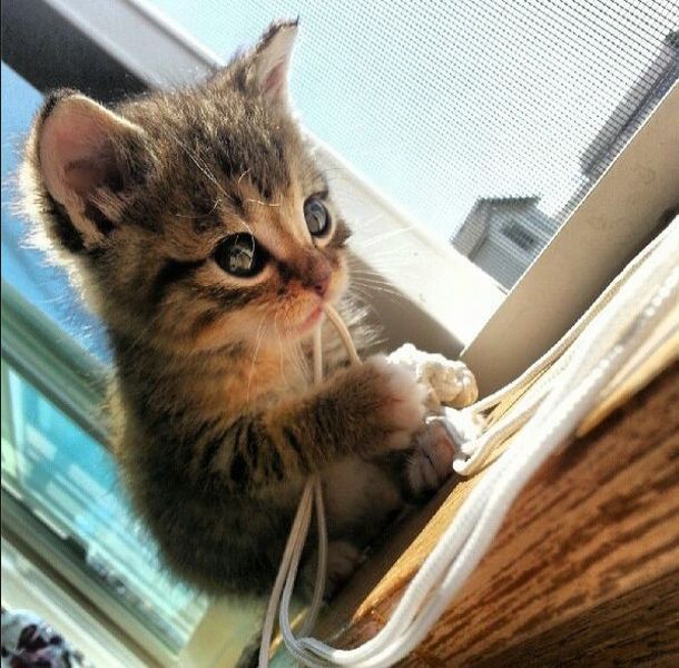 funny animals of the week, kitten plays with tie