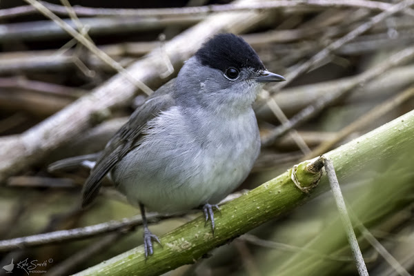 Blackcap