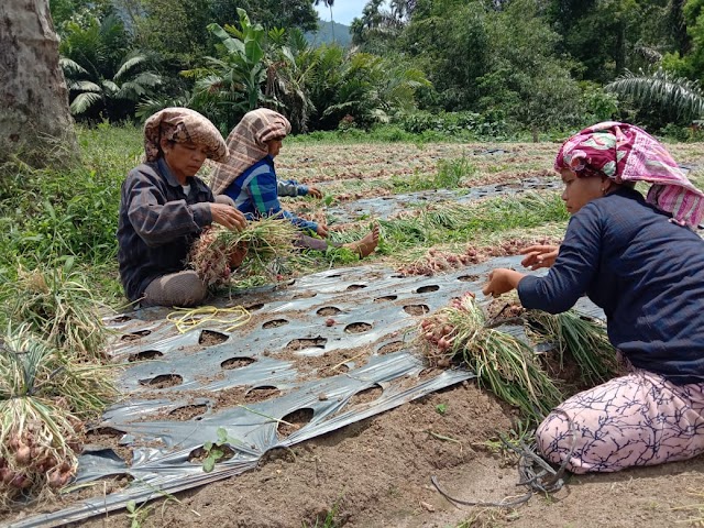 Pemprov Sumut Canangkan Swasembada Bawang Merah Tercapai Akhir 2021