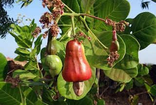 काजू की खेती प्राकृतिक खेती।Cashew Cultivation