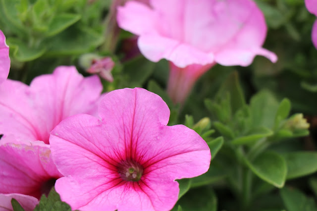 Flowers at Naphamethinidon