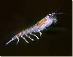 krill