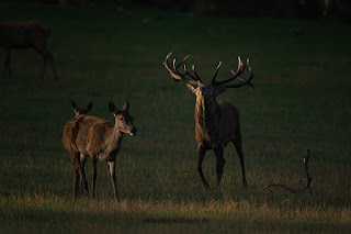 Naturfotografie Hirschbrunft Rothirsch Olaf Kerber