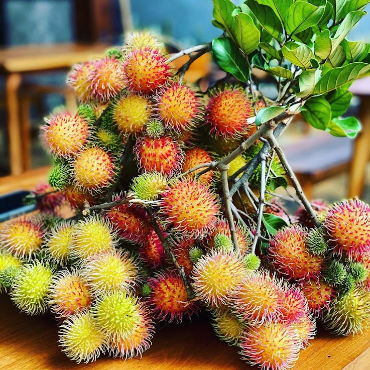 bibit rambutan binjai original genjah hasil okulasi cepat berbuah terlaris Sumatra Barat