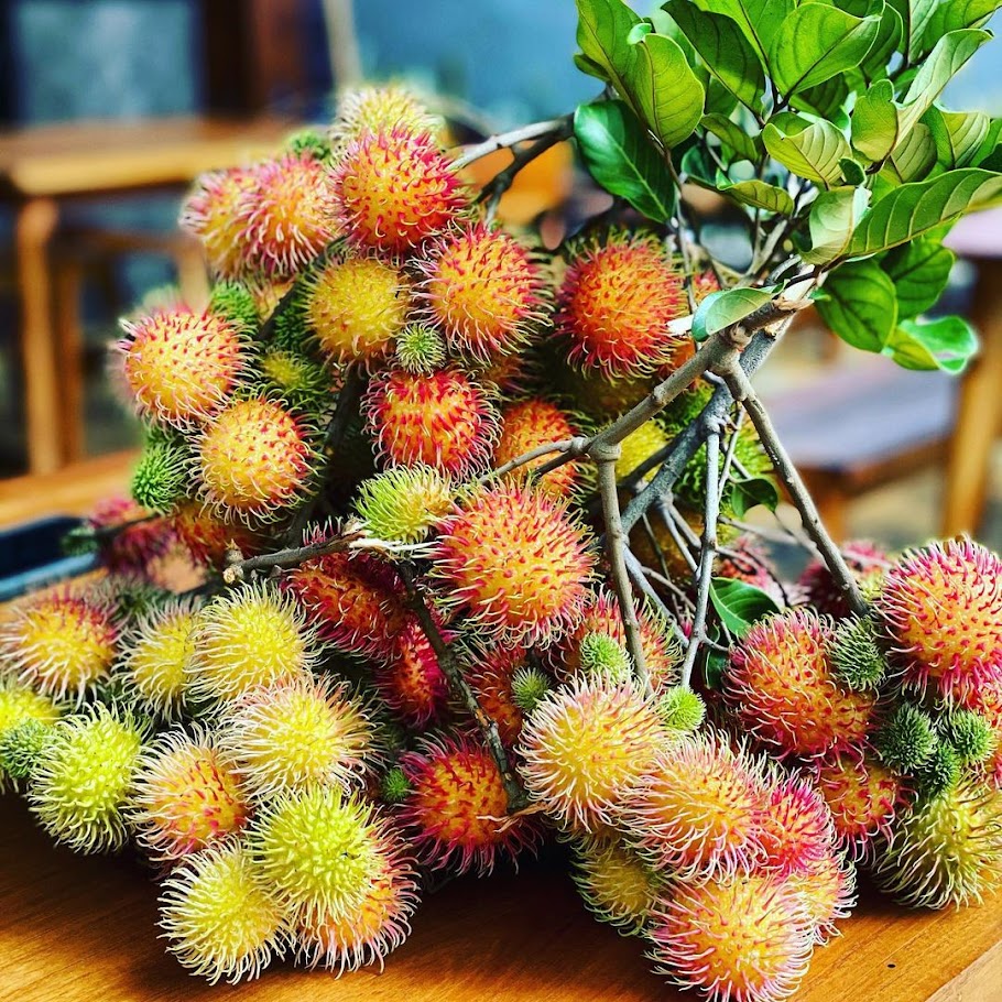 bibit tanaman rambutan binjai pohon manis sekali hasil okulasi berkualitas Gorontalo