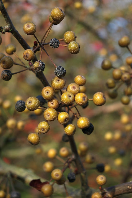 Груша Фори (Pyrus fauriei)