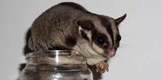 Menghilangkan Bau Pada Sugar Glider