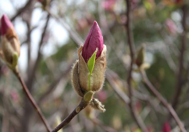 Magnolia Flower Pictures