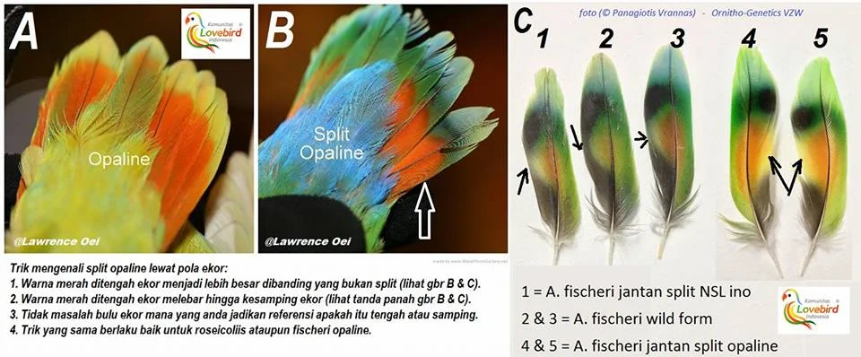 All About Split On Opaline Lovebird