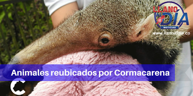 ANIMALES RESCATADOS POR CORMACARENA: REUBICADOS EN ZOOLÓGICO DE CALI