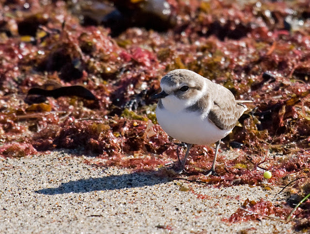 Snowy Plover