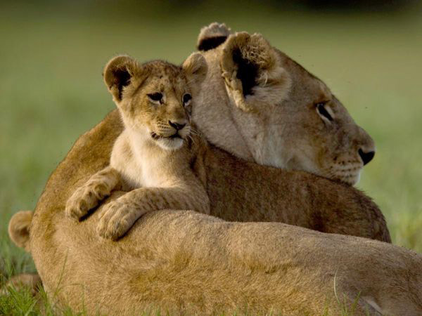 Hermosas Fotos de Cachorritos y Sus Madres