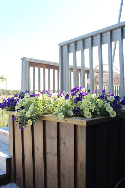 DIY deck planter, petunias