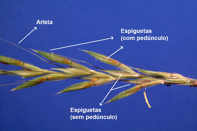 paisagismo-capim-rabo-de-burro-identificação-de-plantas-ornamentais-nativas