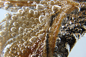 Macro Bubbles on a Feather | Boost Your Photography