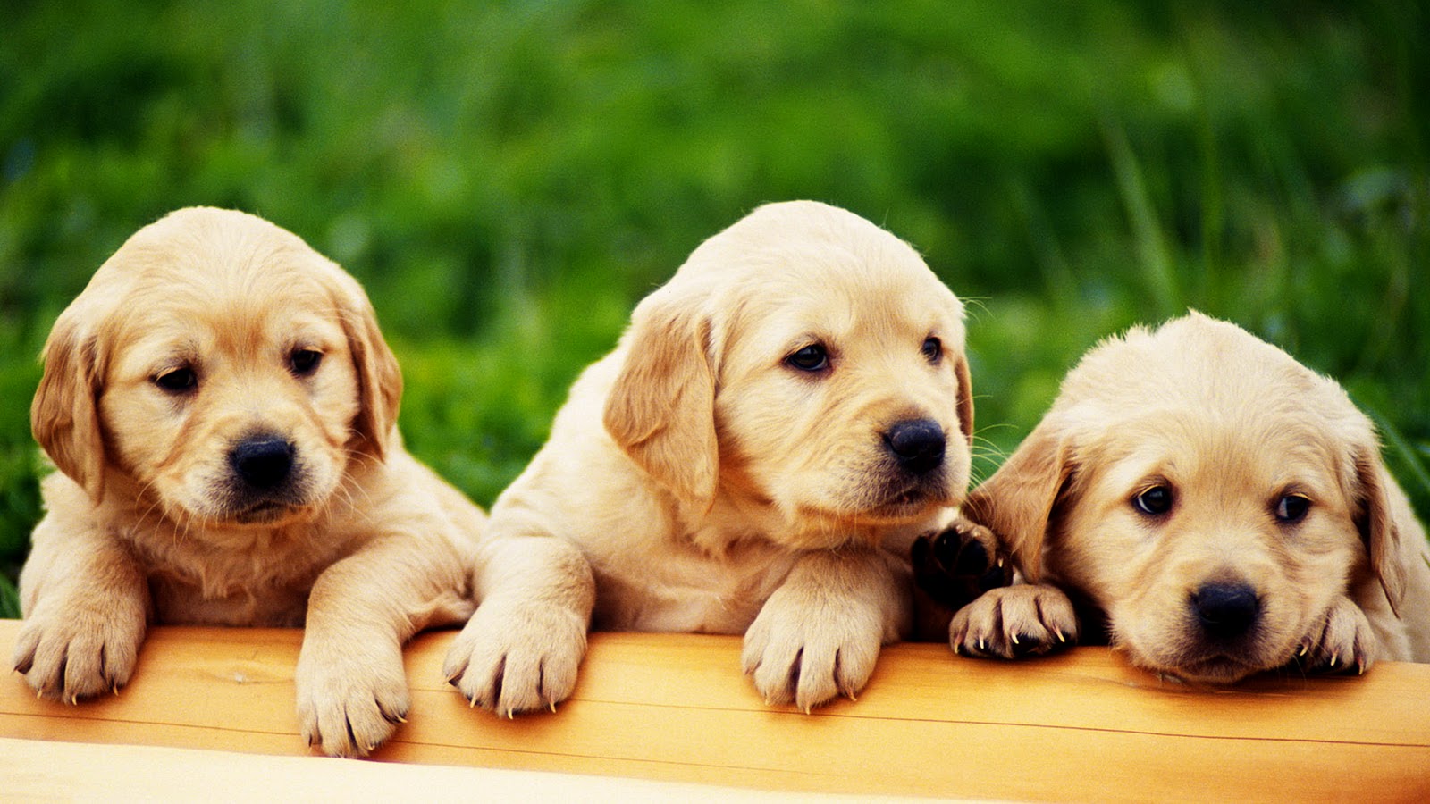  Cute  Puppies  HD  Wallpapers  Collection Desktop Wallpaper 