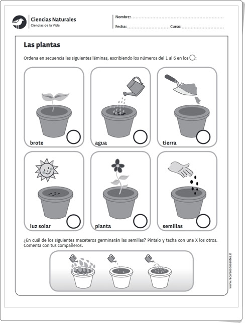 "Las plantas y su reproducción" (Ficha de Ciencias Naturales de Primaria)