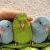 Petting Parakeet